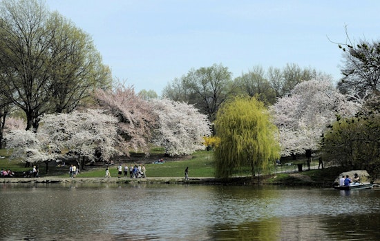 Drought Drama: NYC Cherry Blossoms Could Be Gone Before You Get There