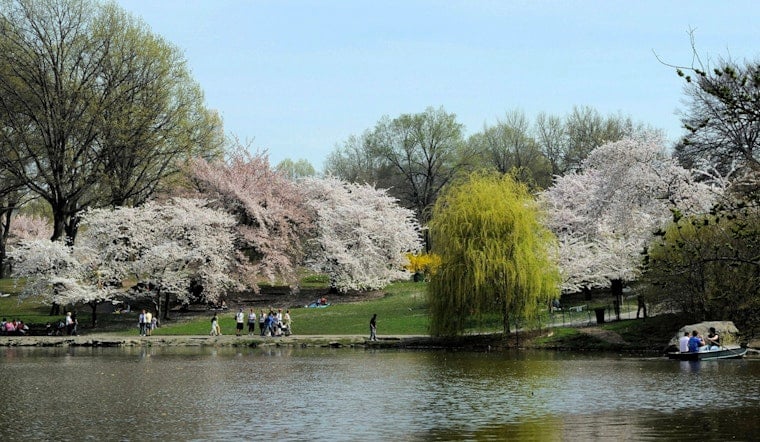 Drought Drama: NYC Cherry Blossoms Could Be Gone Before You Get There