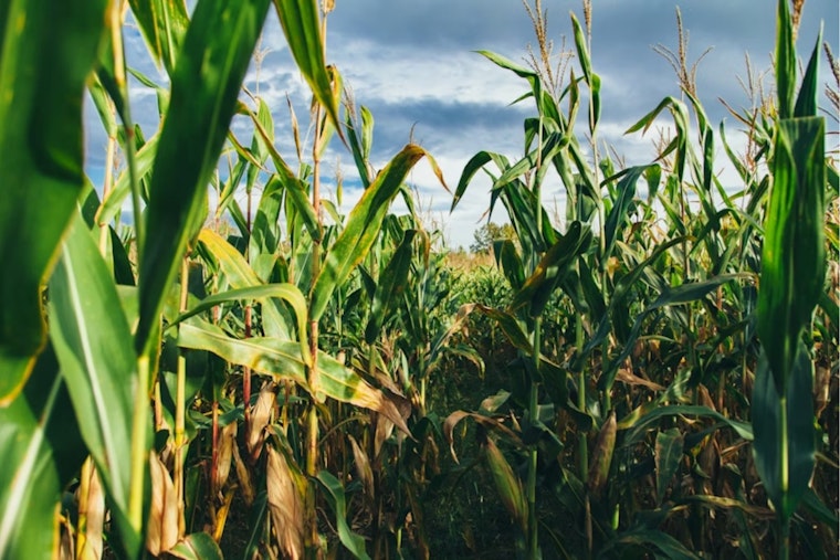 Dublin Cornfield Showdown: Residents Battle Over $900 Million Cosgray Commons Plan
