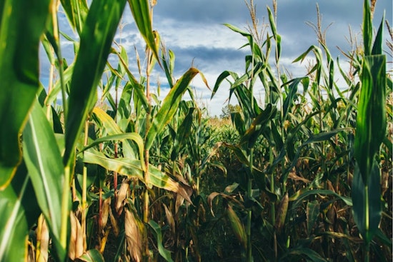 Dublin Cornfield Showdown: Residents Battle Over $900 Million Cosgray Commons Plan