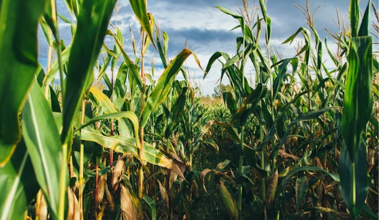 Dublin Cornfield Showdown: Residents Battle Over $900 Million Cosgray Commons Plan