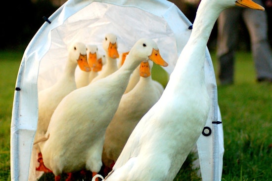 Duck Dash In Riverside County as Nearly 500 Birds Need Homes After Sanctuary Shutdown