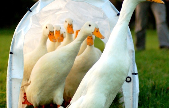Duck Dash In Riverside County as Nearly 500 Birds Need Homes After Sanctuary Shutdown