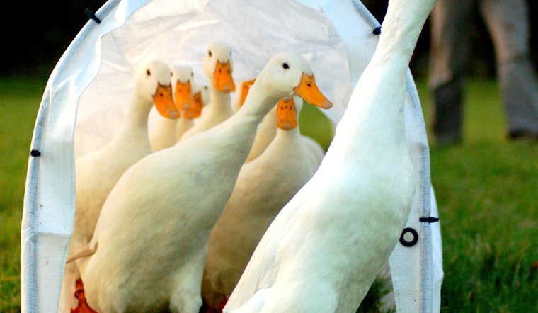 Duck Dash In Riverside County as Nearly 500 Birds Need Homes After Sanctuary Shutdown