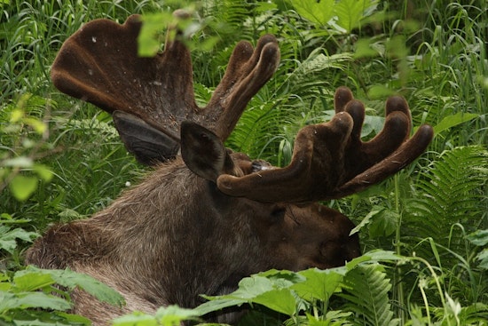Duluth Deer Hunter Blasts Moose, Loses Big-Game Rights For A Year