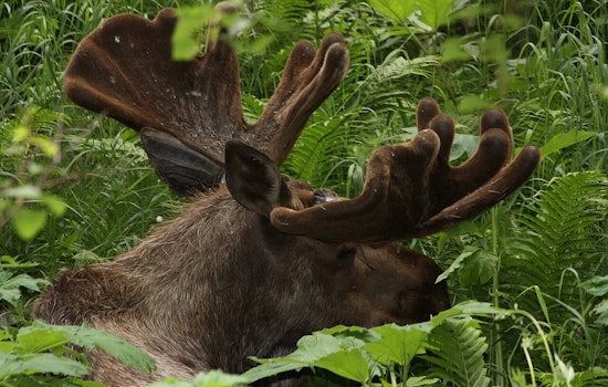 Duluth Deer Hunter Blasts Moose, Loses Big-Game Rights For A Year