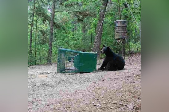 East Texas Bruin Is Back, Tracked Black Bear Makes Rare Winter Stay