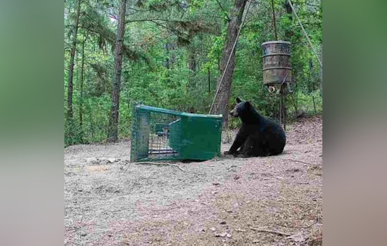 East Texas Bruin Is Back, Tracked Black Bear Makes Rare Winter Stay