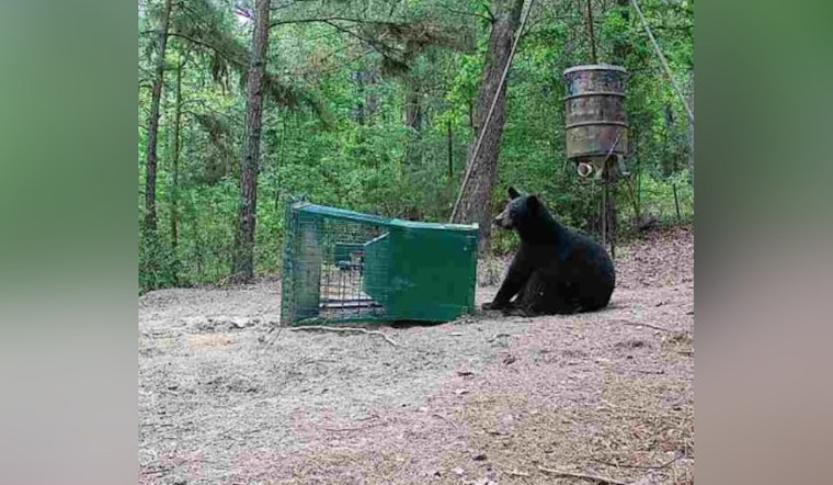 East Texas Bruin Is Back, Tracked Black Bear Makes Rare Winter Stay