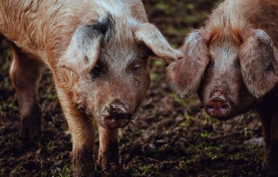 El Paso Stands Alone as Texas’ Last Hog-Free Holdout