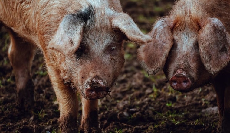 El Paso Stands Alone as Texas’ Last Hog-Free Holdout