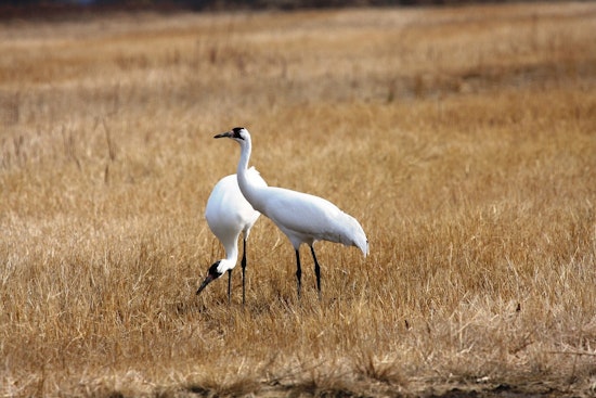 Endangered Crane Shot Dead On Louisiana Crawfish Farm, Chicago Man Arrested