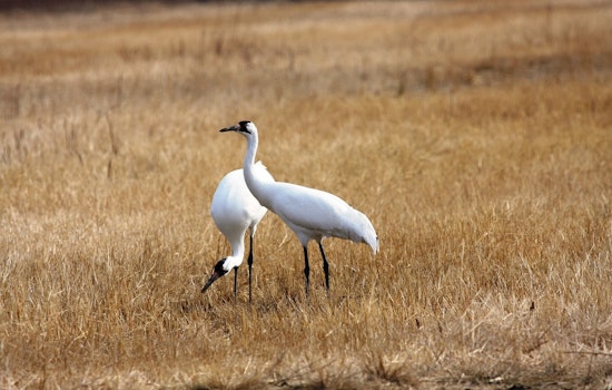 Endangered Crane Shot Dead On Louisiana Crawfish Farm, Chicago Man Arrested