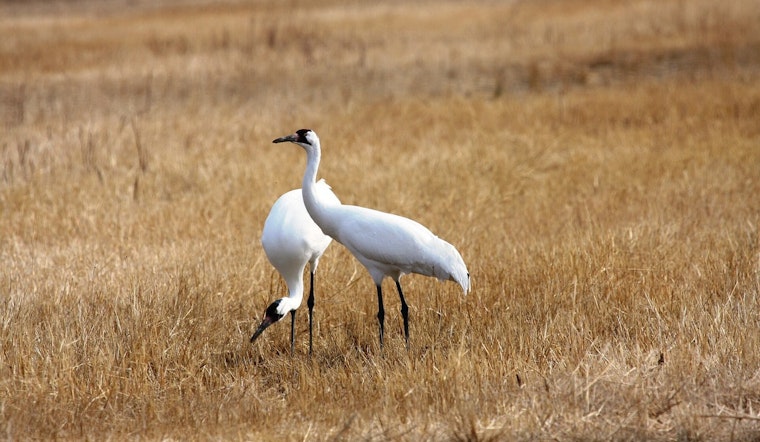 Endangered Crane Shot Dead On Louisiana Crawfish Farm, Chicago Man Arrested