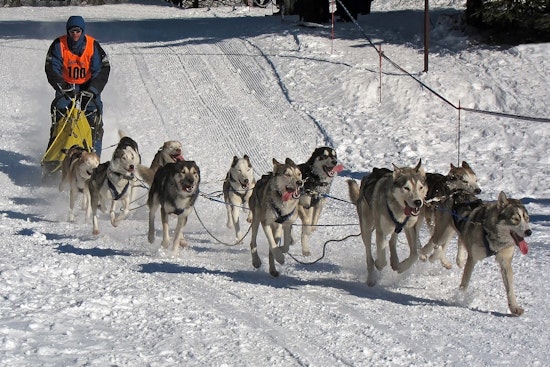 Excelsior’s Klondike Dog Derby Put On Ice For Good