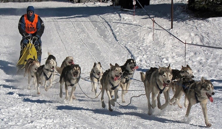 Excelsior’s Klondike Dog Derby Put On Ice For Good