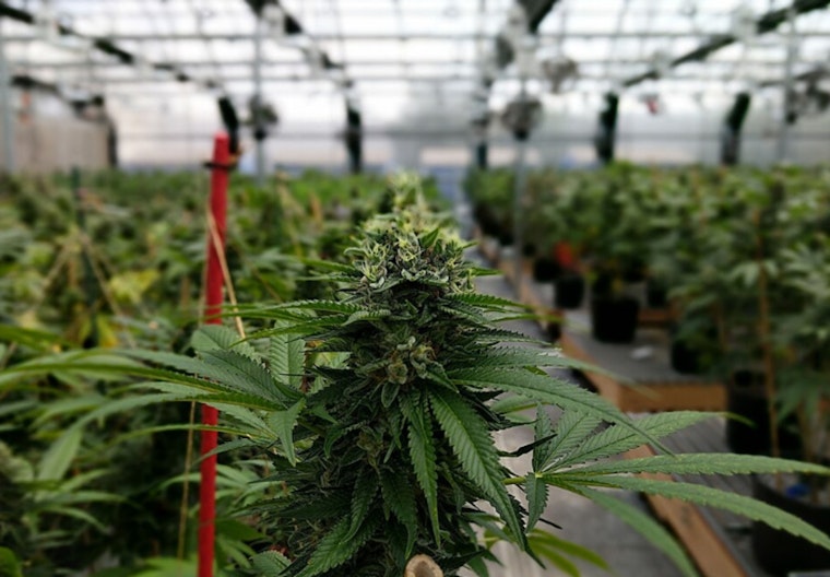 Farmington Growers Sue Township Over Cannabis Denial