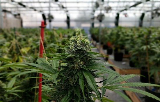 Farmington Growers Sue Township Over Cannabis Denial