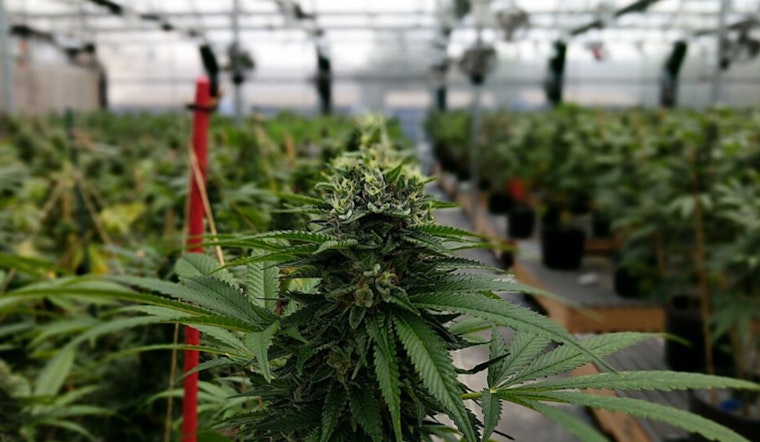 Farmington Growers Sue Township Over Cannabis Denial