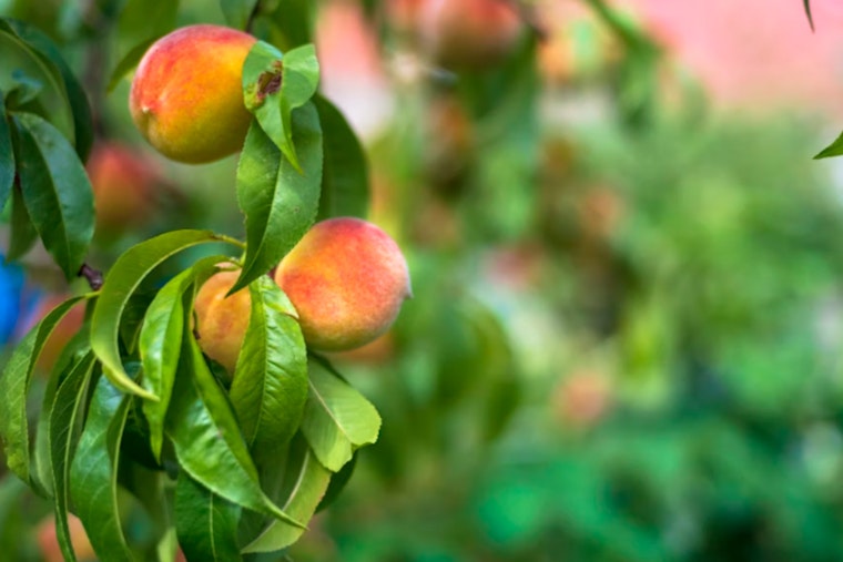 Feds Pony Up As Sacramento Valley Peach Orchards Get Ripped Out
