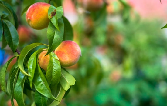 Feds Pony Up As Sacramento Valley Peach Orchards Get Ripped Out