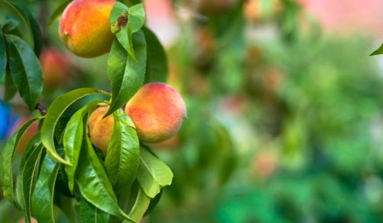 Feds Pony Up As Sacramento Valley Peach Orchards Get Ripped Out