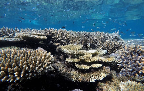 Feds Tap UH To Run New Pacific Coral Reef Nerve Center