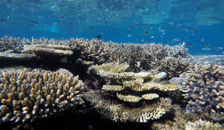 Feds Tap UH To Run New Pacific Coral Reef Nerve Center