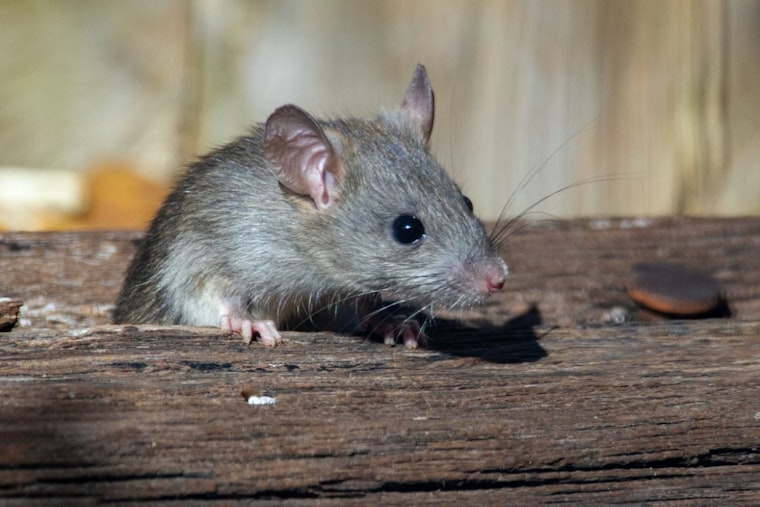 Ferndale’s Guerrilla Rat Squad Wages Underground War On Burrows
