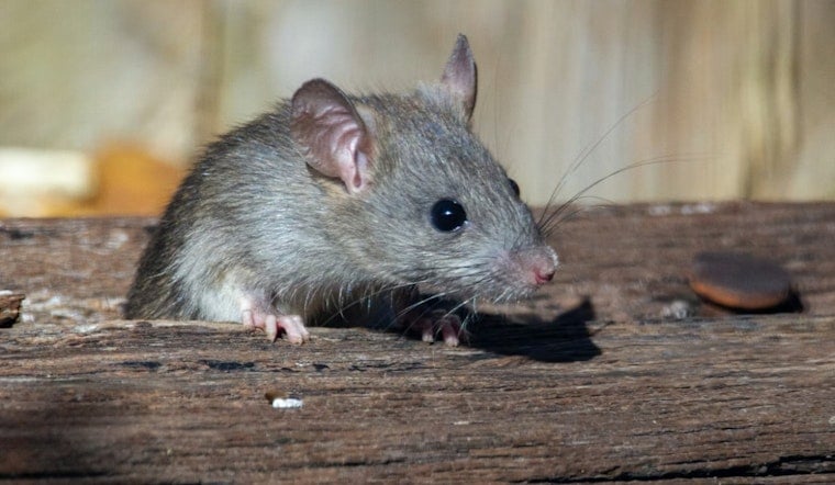 Ferndale’s Guerrilla Rat Squad Wages Underground War On Burrows