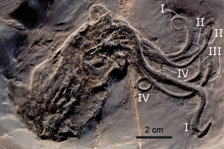 Field Museum's 'Oldest Octopus' Exposed as Nautiloid Impostor