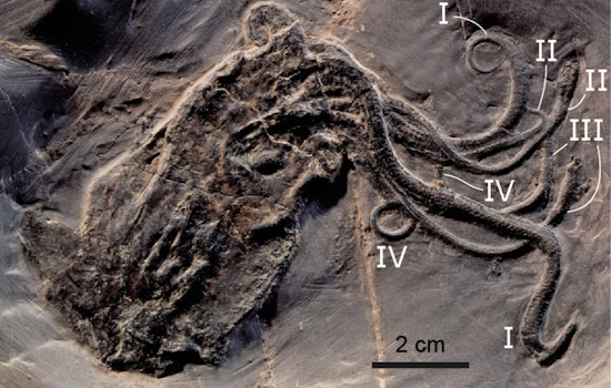 Field Museum's 'Oldest Octopus' Exposed as Nautiloid Impostor