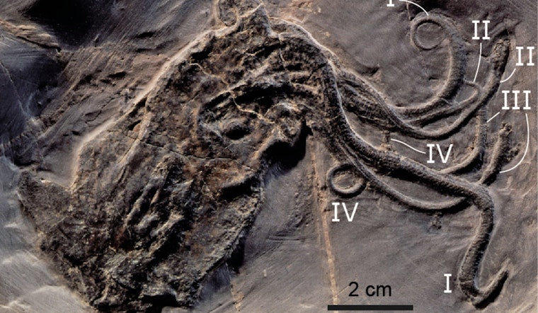 Field Museum's 'Oldest Octopus' Exposed as Nautiloid Impostor