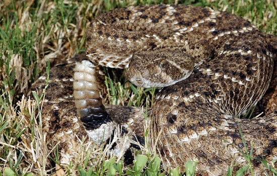 Flower-Picking Stroll Turns Venomous For Palos Verdes Estates Woman