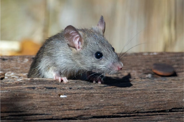 Fort Worth Food Joints Busted After Inspectors Spot Rodent Droppings