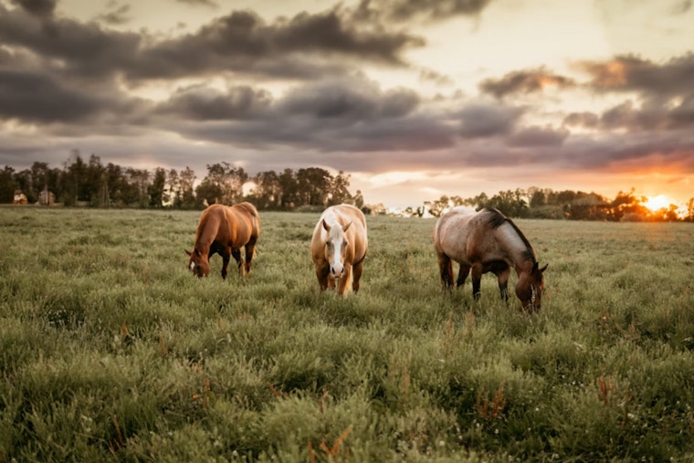 Panhandle Ranch Empire as Freeman Family Spread Hits Market For $127.7 Million