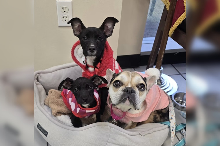 From Freezing Balcony To Family Sofas: Pembroke Pines Pups Beat The Odds