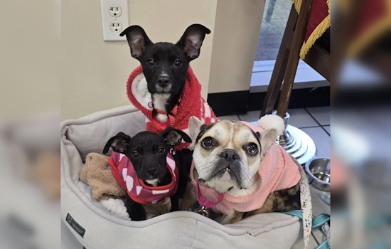 From Freezing Balcony To Family Sofas: Pembroke Pines Pups Beat The Odds
