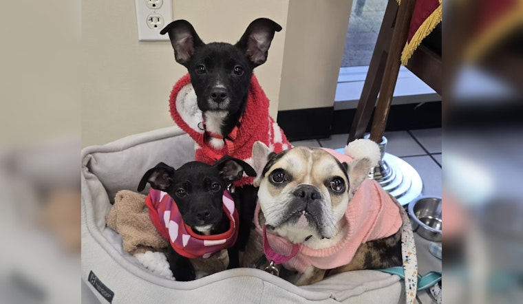 From Freezing Balcony To Family Sofas: Pembroke Pines Pups Beat The Odds
