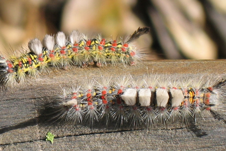 Fuzzy Caterpillar Surge Shuts Down Sanford Dog Park