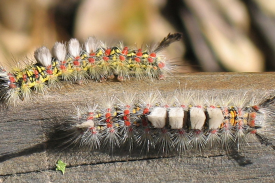 Fuzzy Caterpillar Surge Shuts Down Sanford Dog Park