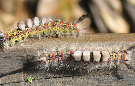 Fuzzy Caterpillar Surge Shuts Down Sanford Dog Park