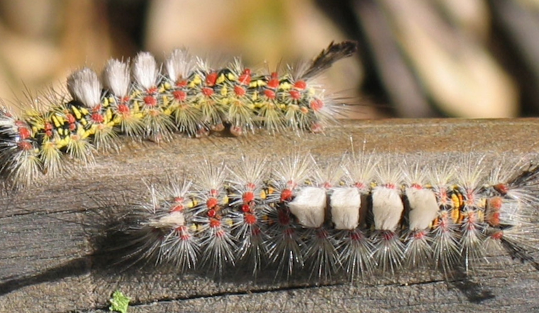 Fuzzy Caterpillar Surge Shuts Down Sanford Dog Park