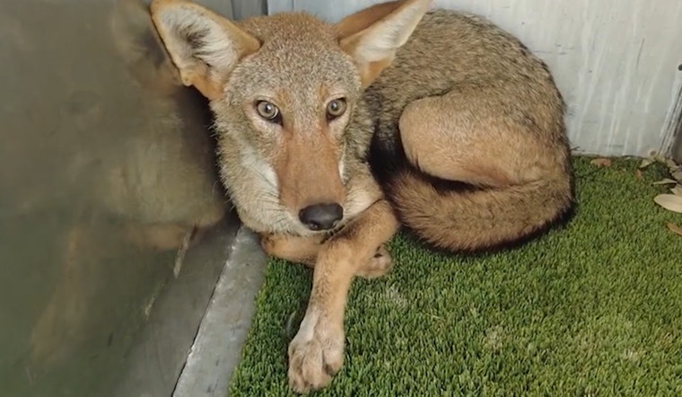 Galveston Puts Up New Road Signs To Save Its So‑Called Ghost Wolves