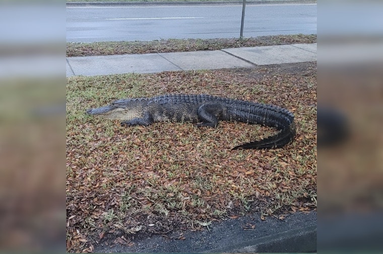 Gator Chills Outside Hillsborough Elections Office in Tampa