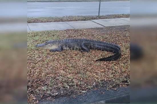 Gator Chills Outside Hillsborough Elections Office in Tampa