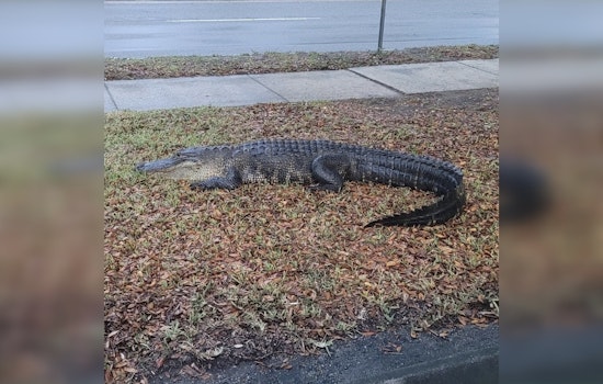 Gator Chills Outside Hillsborough Elections Office in Tampa