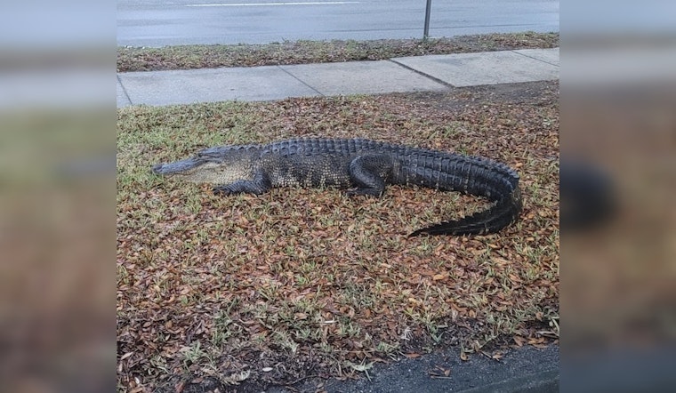 Gator Chills Outside Hillsborough Elections Office in Tampa