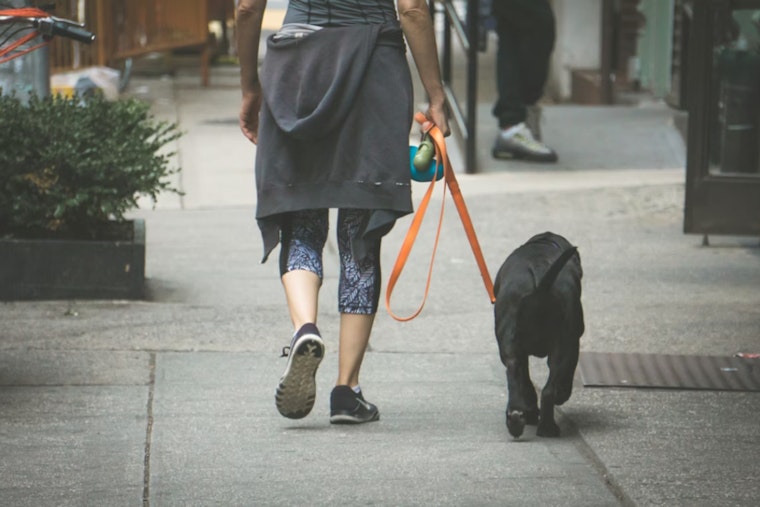 Georgetown Dog Walk Turns Bloody Near Homeless Camp