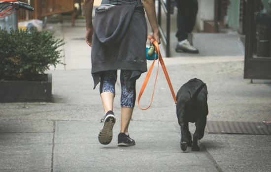 Georgetown Dog Walk Turns Bloody Near Homeless Camp